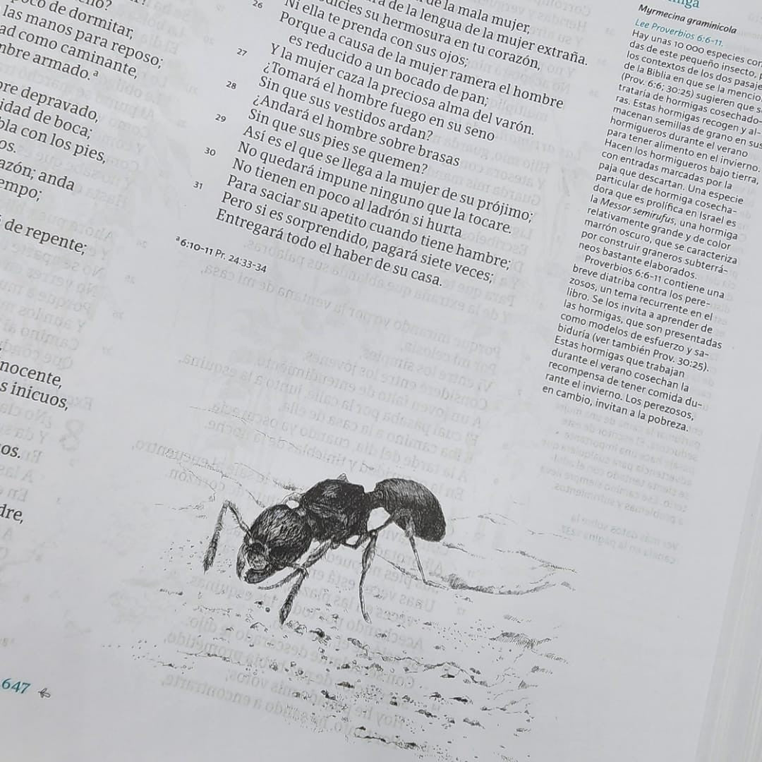 Biblia Reina Valera 1960 Ilustrada De La Creacion, Turquesa Tela